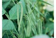 Кларон - фасоль спаржевая,100 000 семян, Syngenta (Сингента), Голландия фото, цена